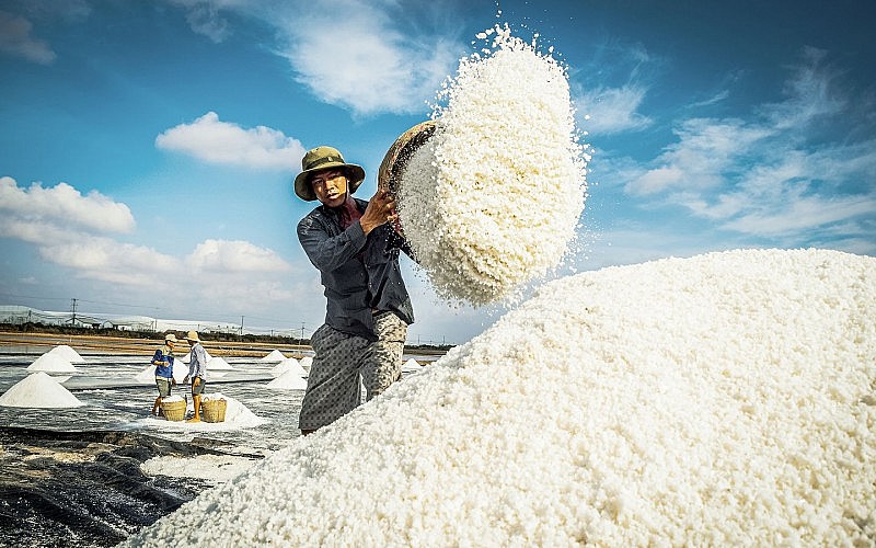 canhdongmuoibaclieu20230817084356 Finlogistics https://www.finlogistics.vn